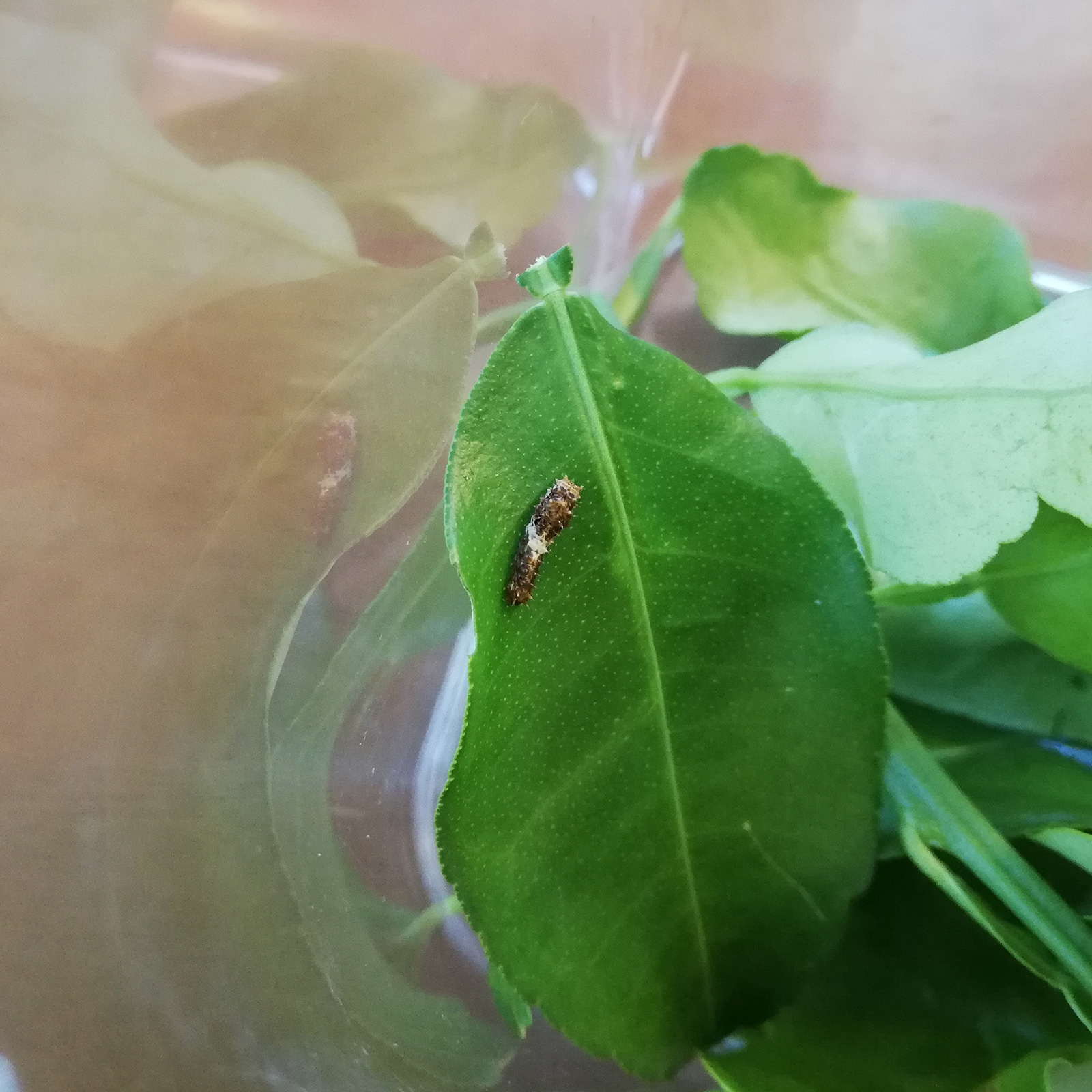 アゲハの幼虫が食べる葉っぱの種類は何？ | アオムシを育てて、アゲハチョウになった