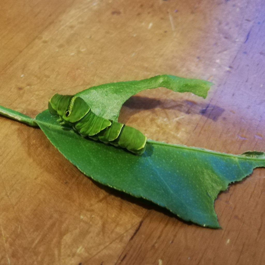 むしゃむしゃ葉っぱを食べる青虫