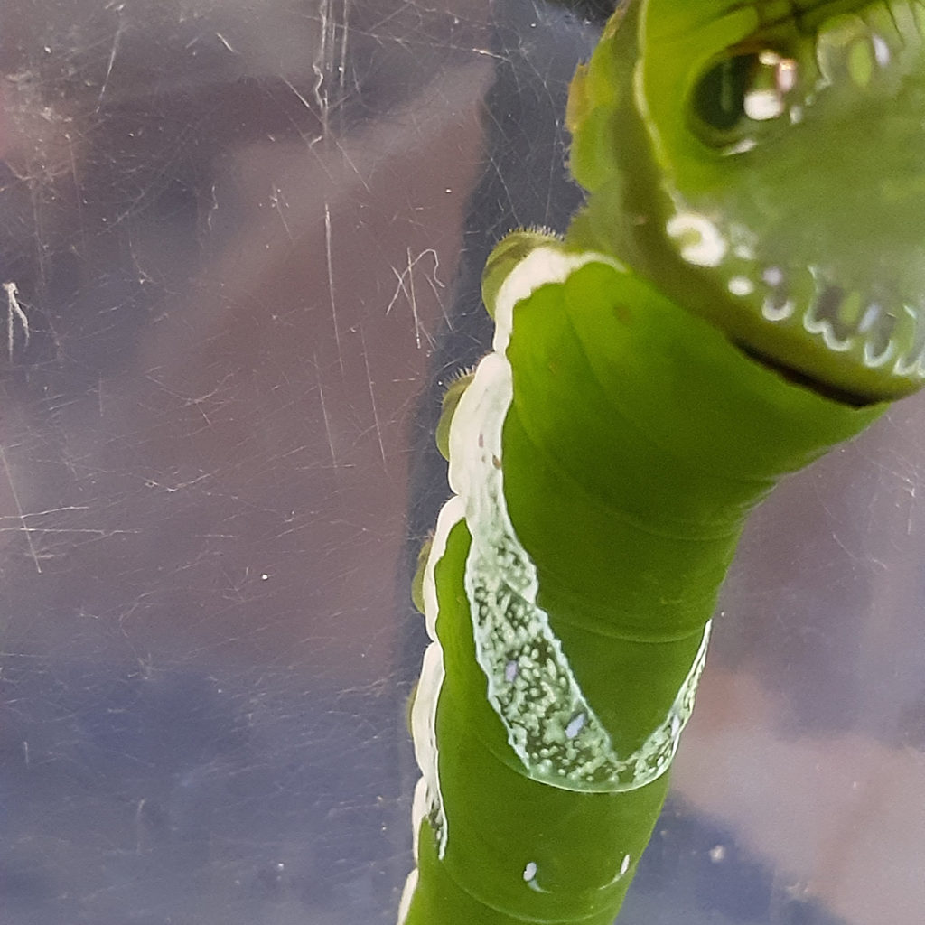 足の付け根の模様も白いナガサキアゲハの幼虫
