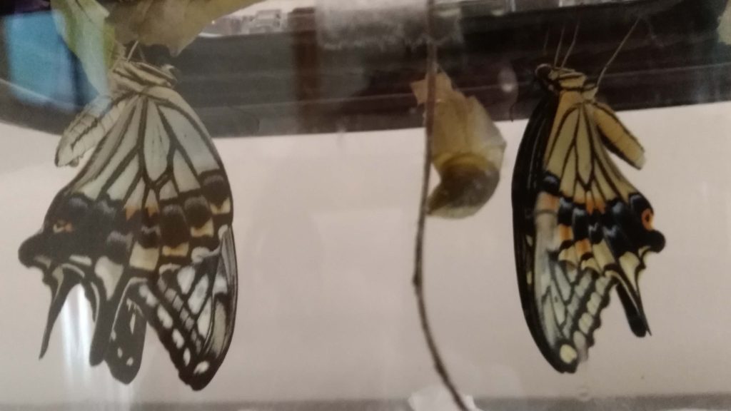 ほとんど同時に羽化した二匹のアゲハ蝶