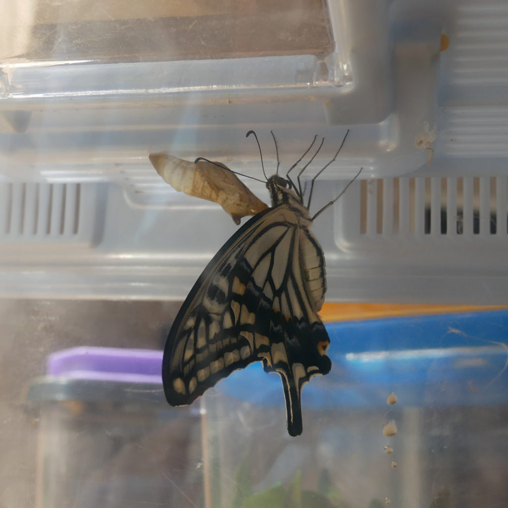 羽化したばかりのアゲハ蝶（並揚羽）