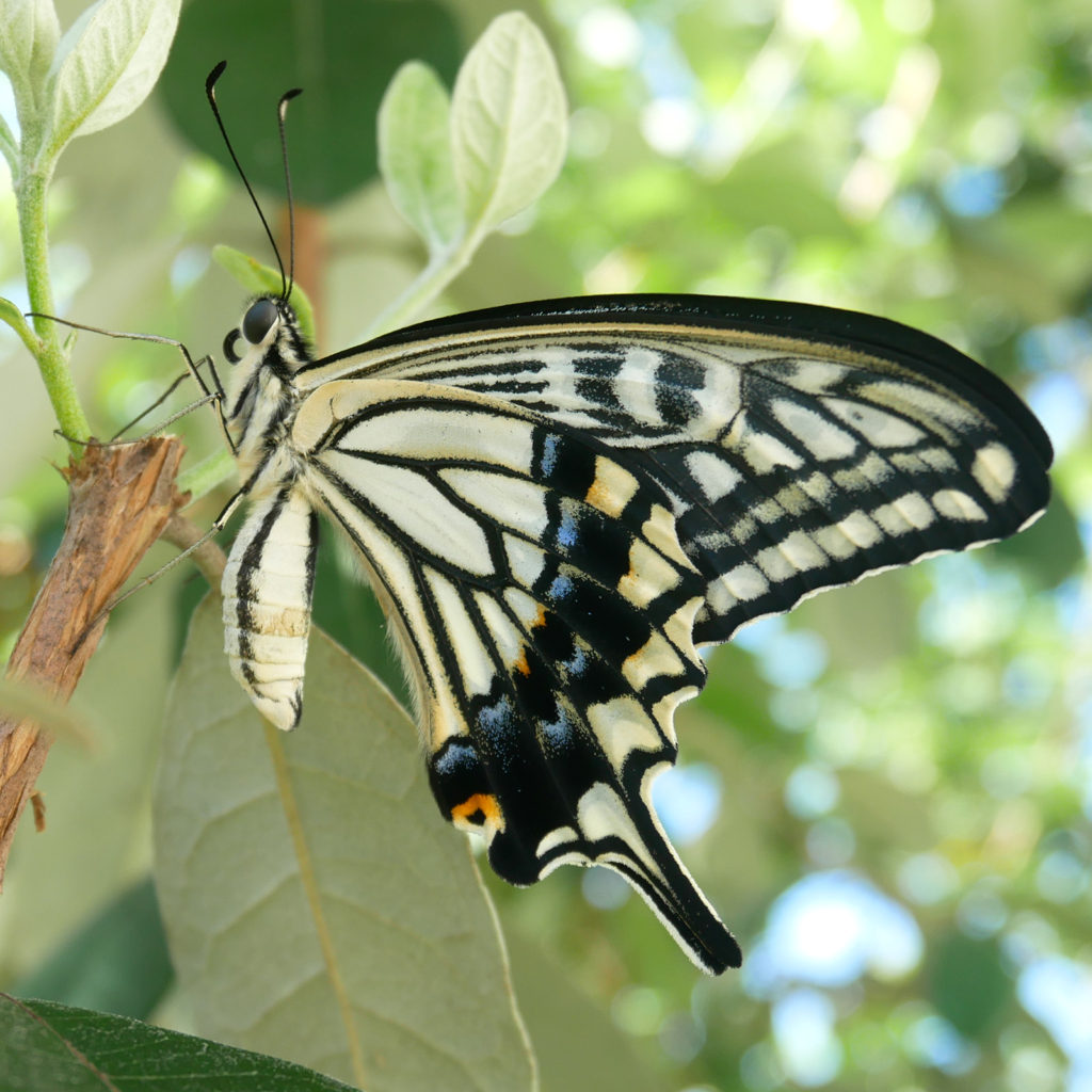 アゲハ蝶の羽の模様を横から観察