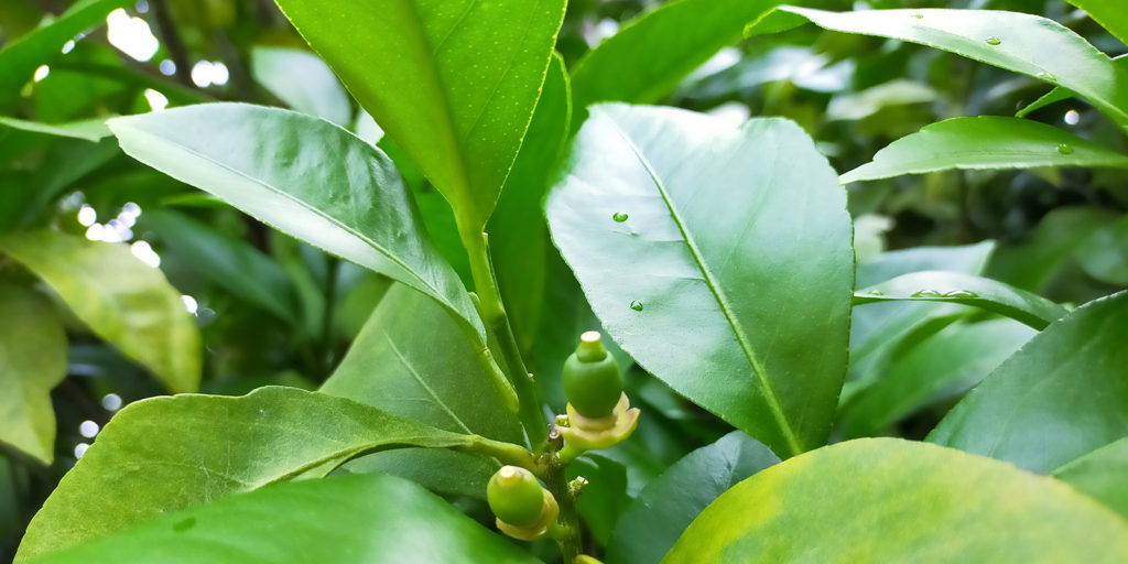 並揚羽の幼虫が食べることができる「レモン（檸檬）の葉」