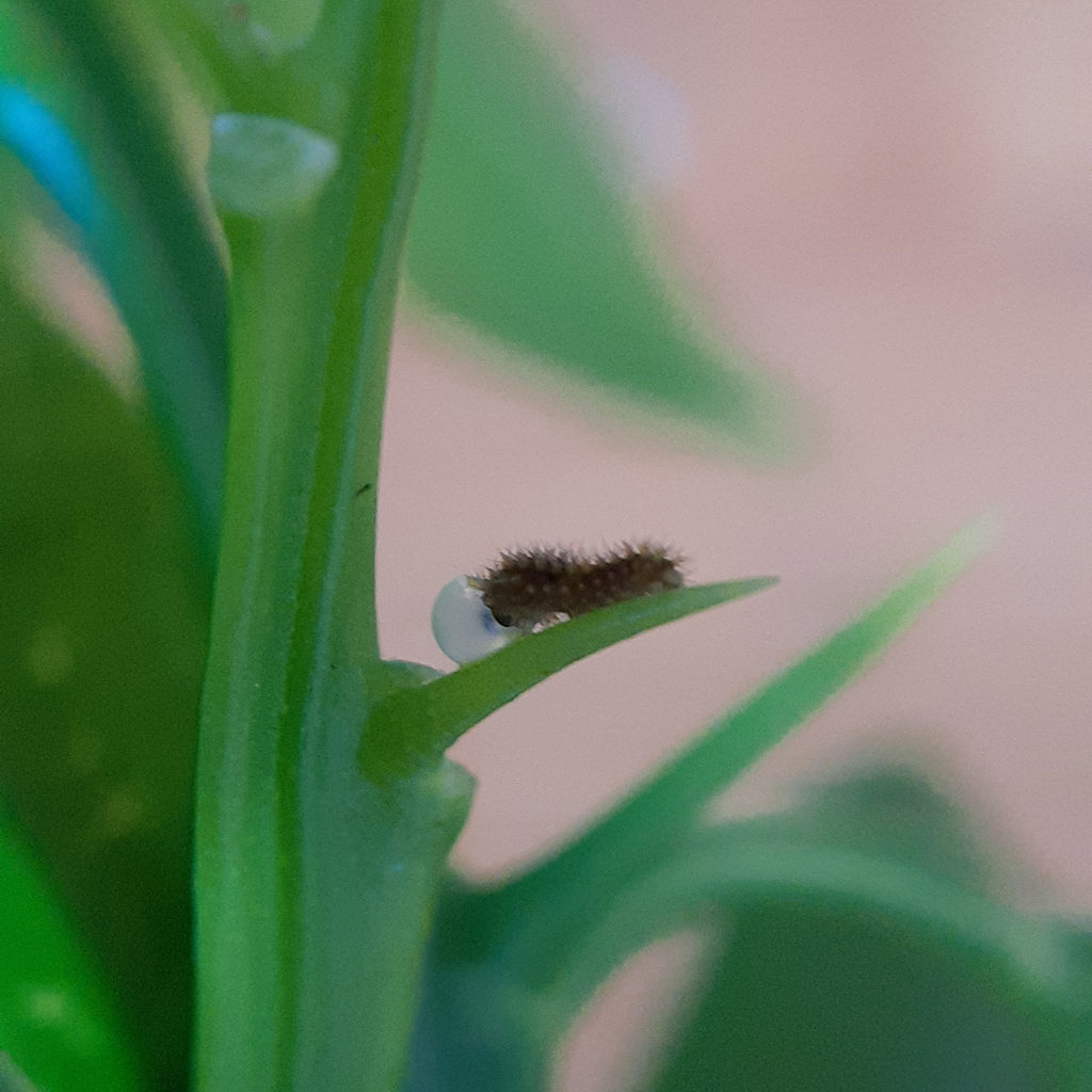 スマートフォン用マクロレンズで撮った、生まれたての揚羽（アゲハ）の幼虫